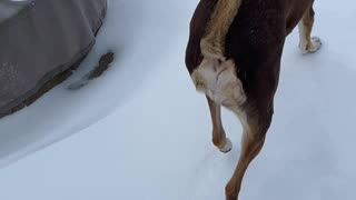 Texas dogs first snow day