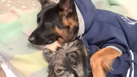 Adorable puppy isolation cuddles will brighten your day
