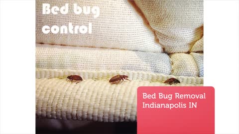 OCP Bed Bug Exterminator in Indianapolis IN : Pest Control