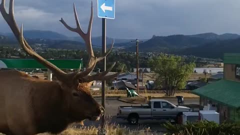 Huge Bull Elk Strolls Down the Street