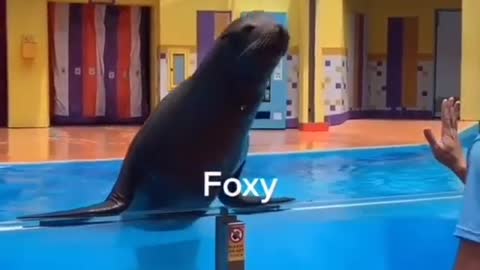 seals playing slides