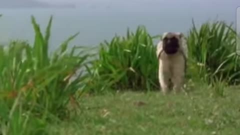 Friendship between dog and cat