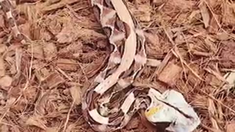 Beautiful snake 🐍 trending video