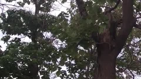 tree trunk covered with leaves