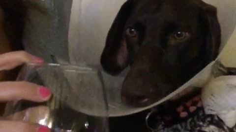 Girl drinking wine and black dog with cone