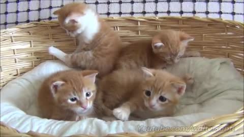 Mom cat with 4 meowing kittens (no added music - pure cuteness)