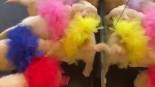Tutu Wearing Puppies Play With Their Reflection