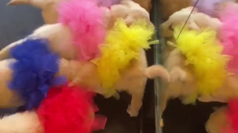 Tutu Wearing Puppies Play With Their Reflection