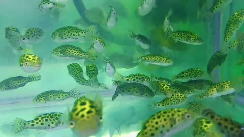 Bornean freshwater pufferfish (Tetraodon nigroviridis)