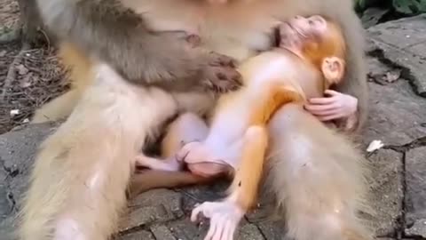 baboon mommy breastfeeding