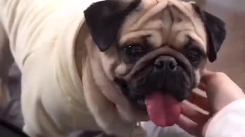 Dog funny video