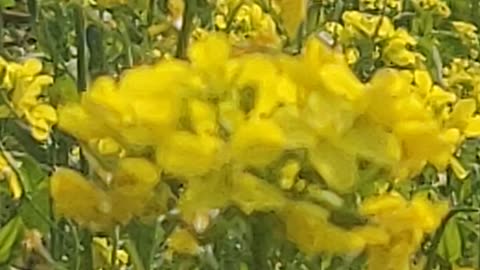 Mustard fields at Village of nepal- This video is recorded by myself