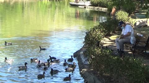 Ducks Training Humans