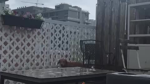 Dog's Funny Reaction To Thunder