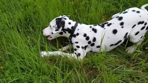 Dalmatian dog having its best time in a field