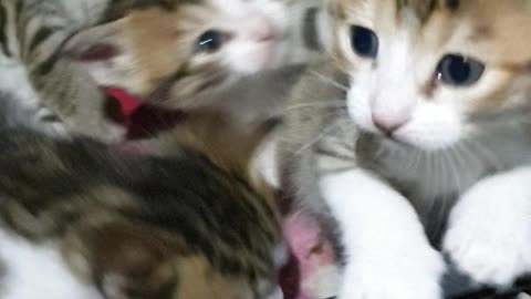 4 newborn kittens