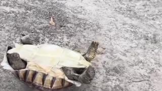 Dog shows no mercy and sweeps the leg of a tortoise