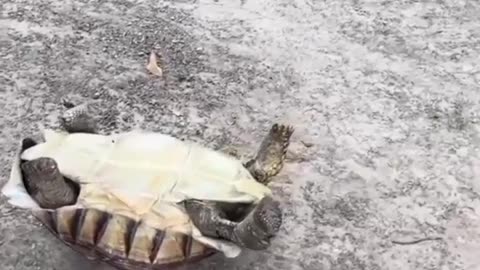 Dog shows no mercy and sweeps the leg of a tortoise