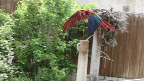 A Beautiful Macaw Parrot Flies Through The Air In Slow Motion