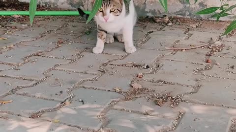 This cat looking very aggressive