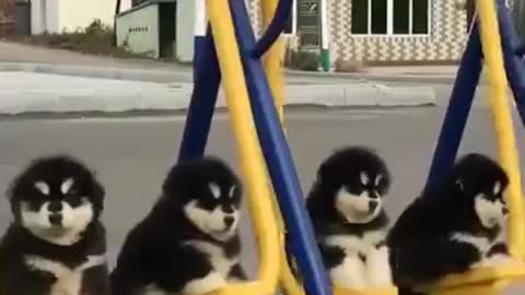 Lovely Cute puppies
