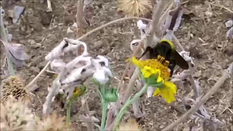 Rare Bumble Bee Sighting 🐝