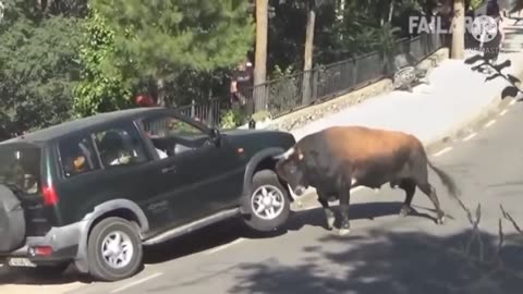 Hahaha animal destroy a car 2024 viral video