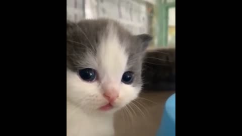 Innocent kitty