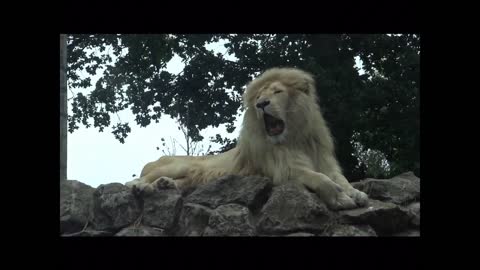 LION YAWNING FOR 20 SECONDS STRAIGHT!! CRAZY FOOTAGE TAKEN ALL BY MY DAD! Paradise Wildlife Park!!