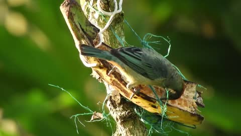 Beautiful Birds Stock Footage Royalty-Free