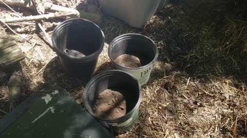 Inoculating Pots with Almond Agaricus Mushrooms