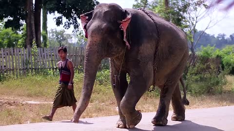 Elephant walking on the street of the village with a guy. Trained elephant in the village