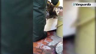 Rescate oso hormiguero en Bucaramanga