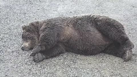 The bear is too lazy. Sleep on a full stomach