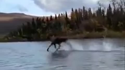 The moose ran across the river on the surface of the water near the boat, it happened in Alaska.