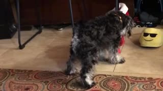 A puppy and his frisbee and ball