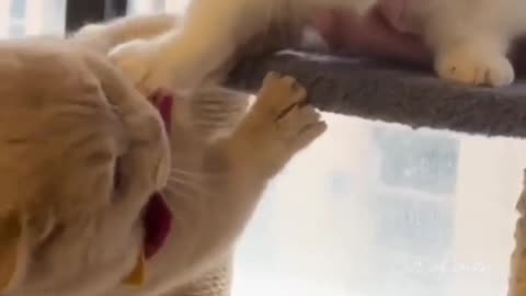 Funny cats video comedy scenes