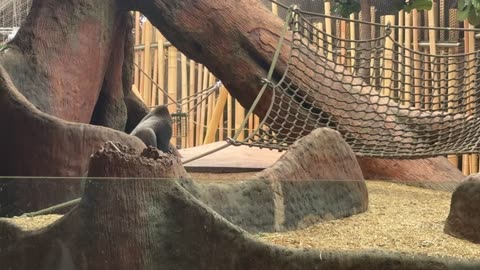 Toronto zoo gorillas