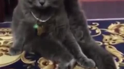 Funny cats show how to exercise leg lift
