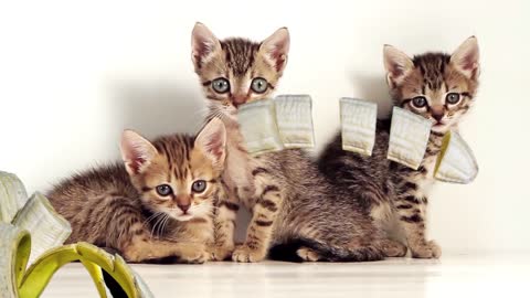 3 cute cat