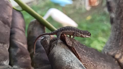 Rescue litle lizard back to wild