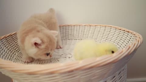 Kittens walk with a tiny chicken