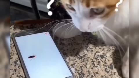 Cat shocked 😳 | funny cat moments | trending cat vedios