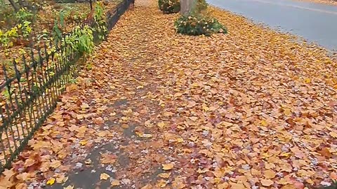 Fall colors and beautiful blankets of leaves in Lancaster, Ohio discussing the real WAR.