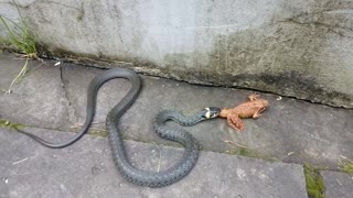 Snake is eating a Frog