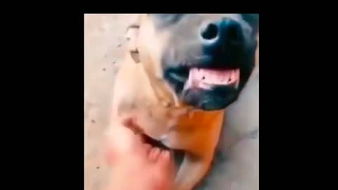 Dog Funny Short Video Clip🐕Laughs Dogs🐶