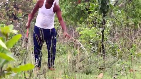 tiger attack man in the forest _ tiger attack in jungle, royal bengal tiger attack