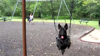 Yorkie Dog Loves Swinging At The Park