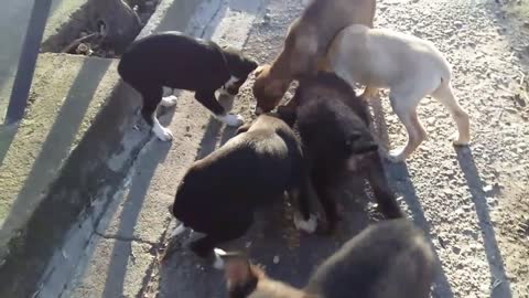 Nine puppies in one litter!