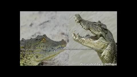 Nile Crocodile & Saltwater Crocodile - The Differences_Cut.mp4